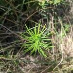 Asclepias verticillata Blad