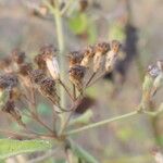 Chromolaena odorata Blatt