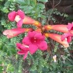 Campsis radicansफूल