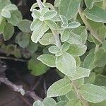 Plecostachys serpyllifolia Leaf