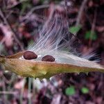 Matelea reticulata Plod