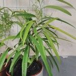 Ficus binnendykii List