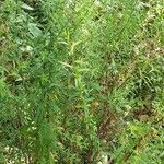 Artemisia dracunculus موطن