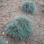 Festuca glauca Plante entière