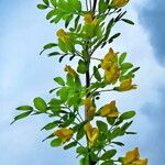 Caragana arborescens Kwiat