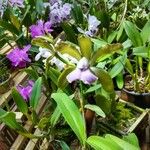 Cattleya bicolor Virág