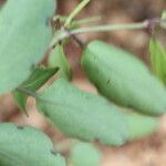 Porophyllum punctatum Leaf