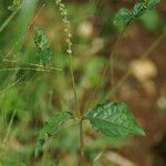 Cyathula prostrata Blatt