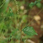 Cyathula prostrata Leaf