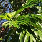 Artocarpus altilis फल