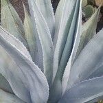 Agave tequilana Leaf
