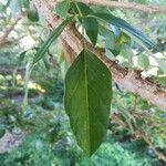 Erythrina fusca Folha