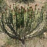 Euphorbia cooperi Квітка