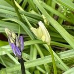 Hyacinthoides non-scripta Квітка