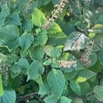 Plectranthus fruticosus Blatt