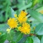 Azara lanceolata Blüte