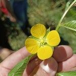 Ludwigia octovalvis Flower