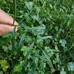 Dichoropetalum carvifolia Blatt