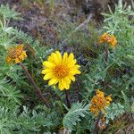 Balsamorhiza hookeri Habitus