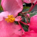 Begonia coccinea Floare