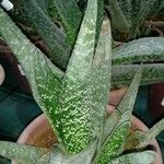 Gasteria excelsa Hostoa