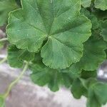 Pelargonium zonale 葉
