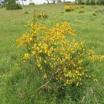 Cytisus scoparius Habitus