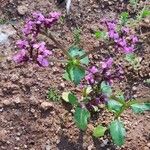 Valeriana graciliflora Hábitos