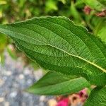 Weigela hortensis Leaf