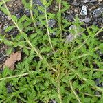 Sideritis hirsuta Leaf