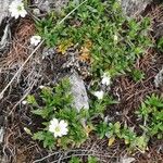 Cerastium alpinum 整株植物