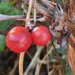 Dioscorea communis Ffrwyth