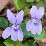 Viola canina Kvet