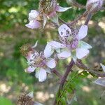 Rubus schnedleri Flower