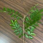 Myroxylon balsamum Other