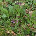 Pulmonaria affinis Fula
