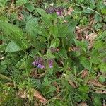 Pulmonaria affinis Květ