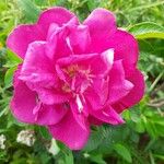 Rosa rugosa Altul/Alta