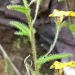 Goodenia heterophylla Fleur