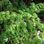 Begonia foliosa برگ