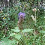 Phyteuma betonicifolium Flor