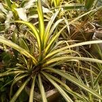 Pandanus tectorius Bark