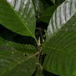 Psychotria panamensis Ліст