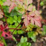 Geranium purpureumLiść