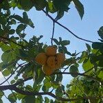 Cordia dodecandra Fruitua