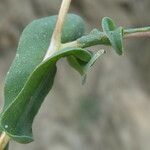 Lactuca viminea Feuille