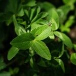 Astrantia maxima Leaf