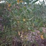 Acacia melanoxylon ഇല
