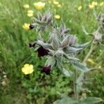 Nonea vesicaria Blomma