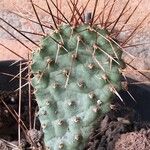 Opuntia polyacantha Folha